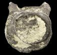 Fossil Whale Vertebrae - South Carolina #50859-1